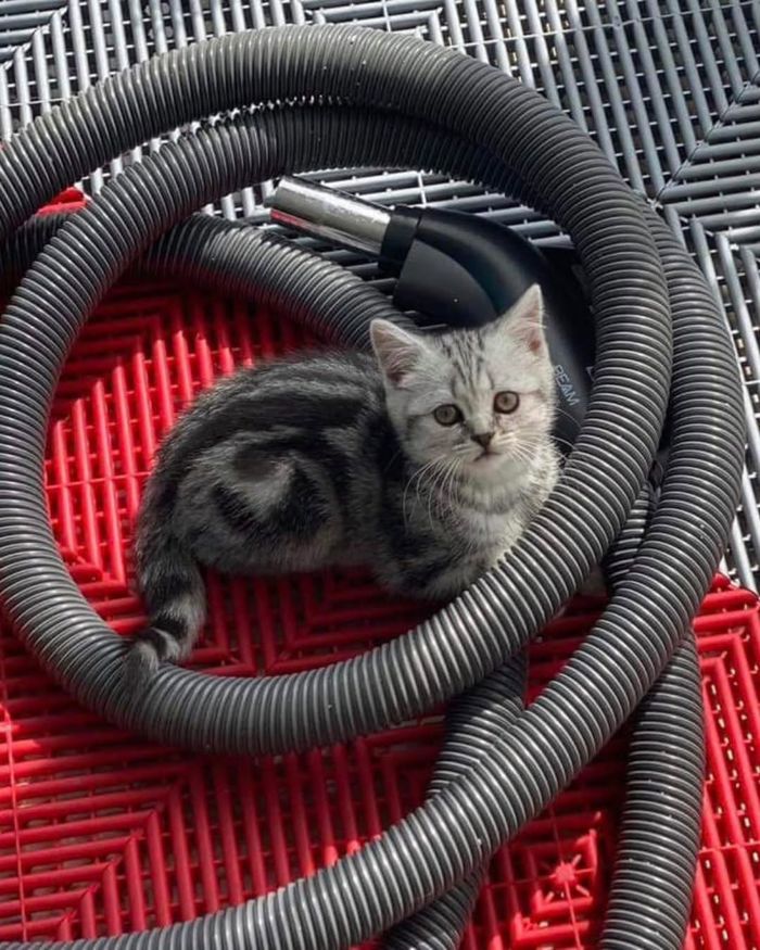Cat lying on a Swisstrax Ribtrax floor