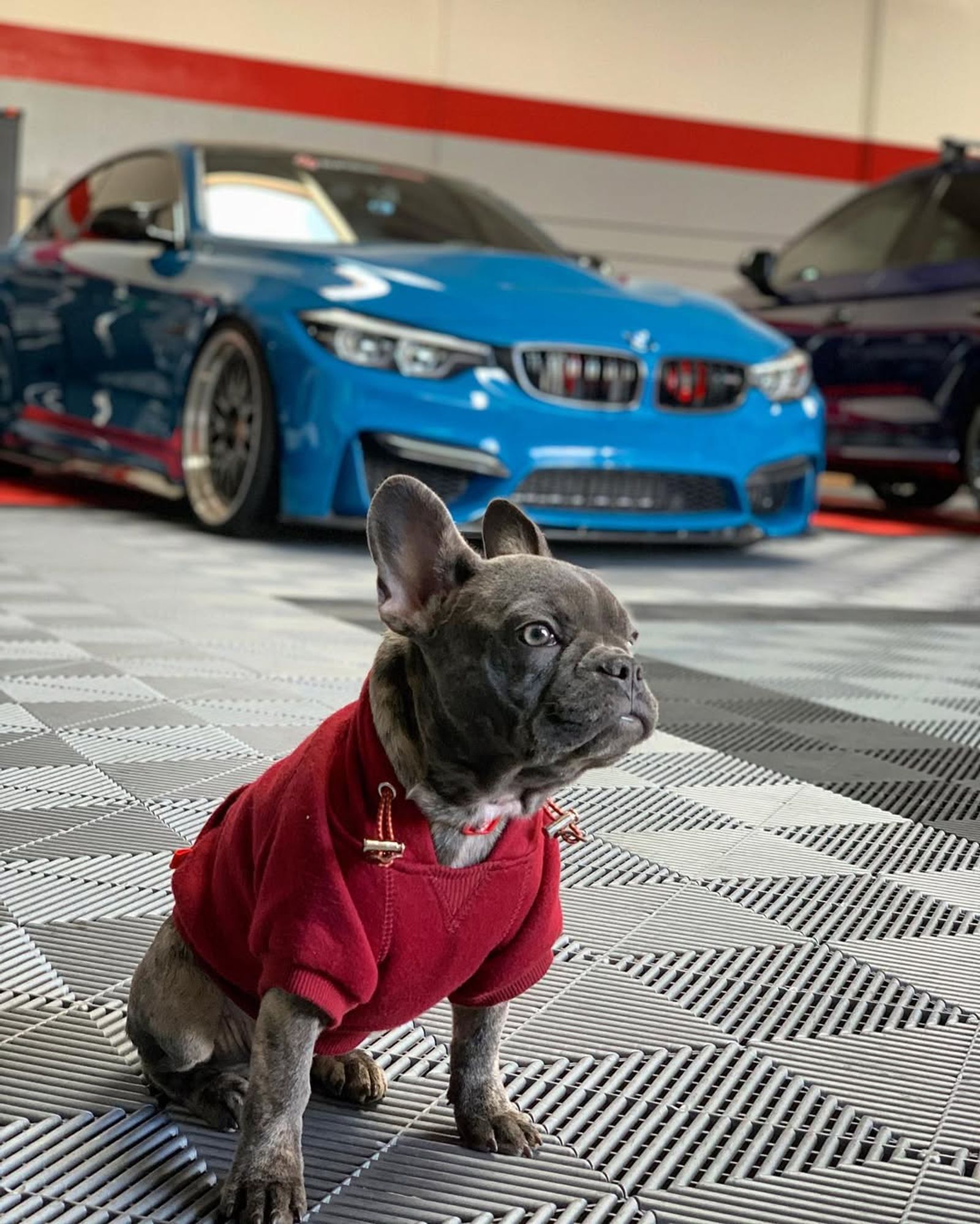 Dog posing on a Swisstrax Ribtrax floor