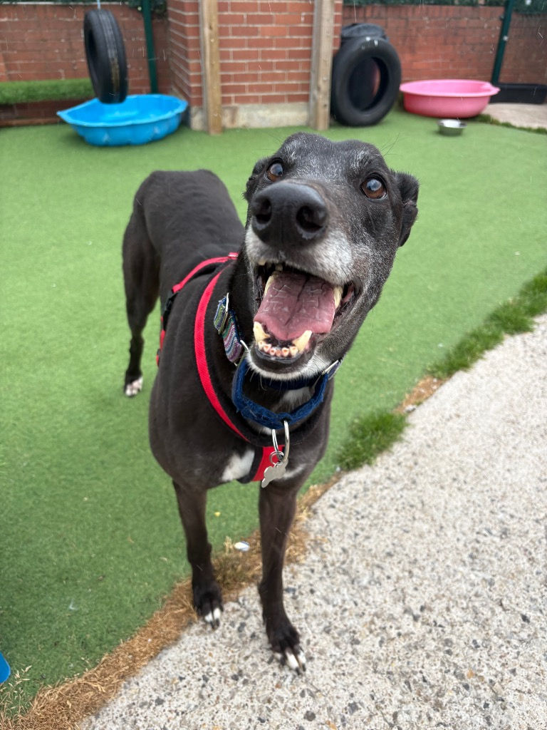 Duke the greyhound
