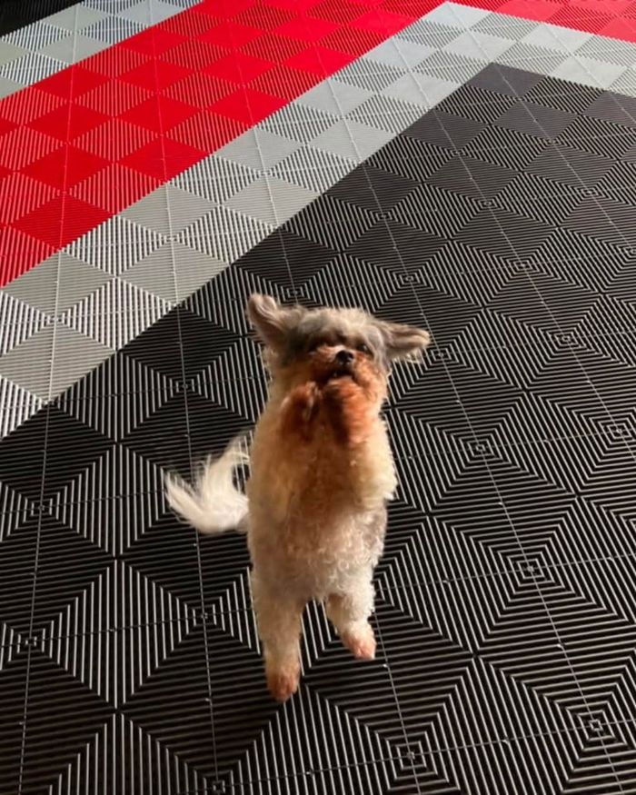 Excited dog on a Swisstrax Ribtrax floor